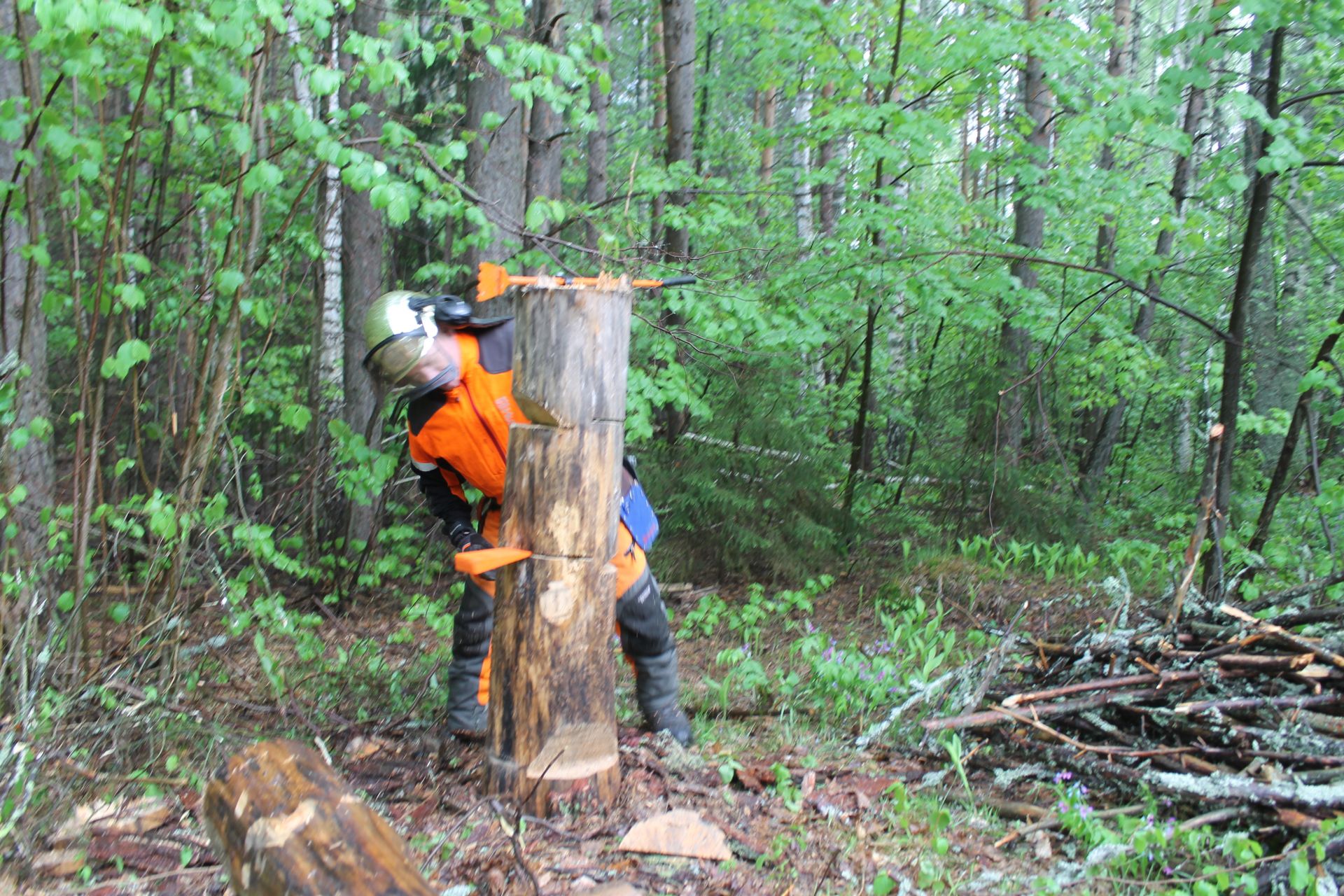 На базе Камского лесхоза прошел семинар для вальщиков леса и специалистов лесной отрасли