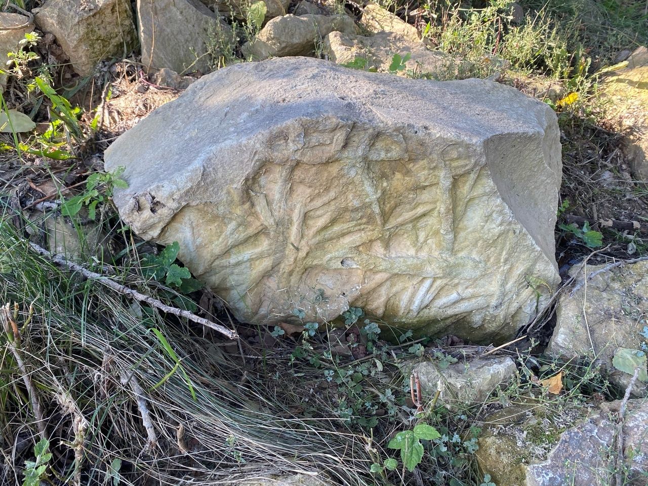 В Мамадыше найдена уникальная археологическая находка, которой 268 миллионов лет