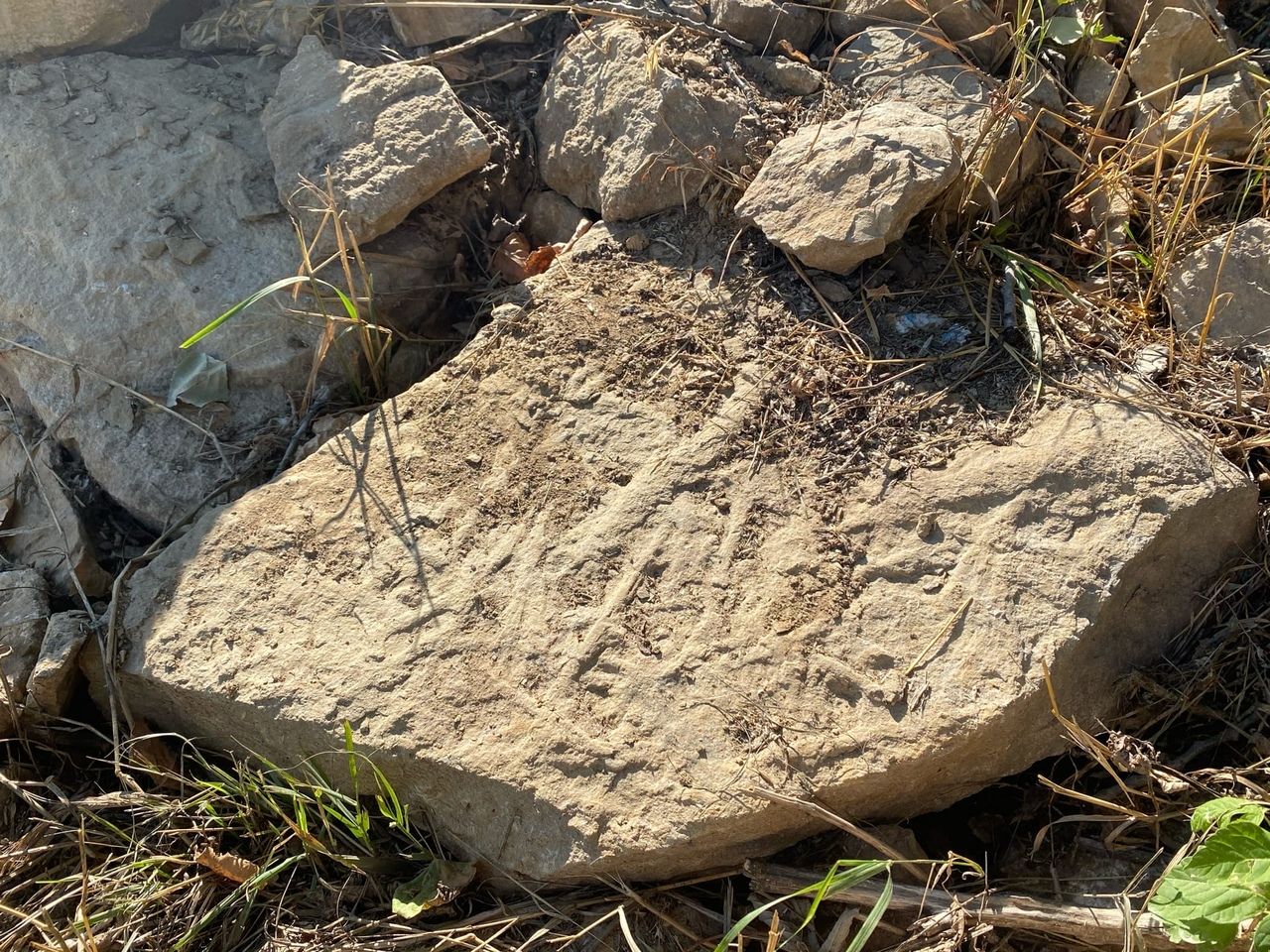 В Мамадыше найдена уникальная археологическая находка, которой 268 миллионов лет