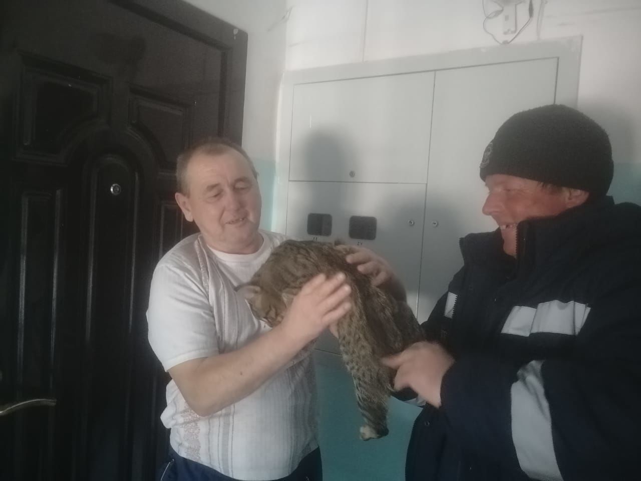 В Мамадыше спасли кошку, которая сутки не могла слезть с крыши
