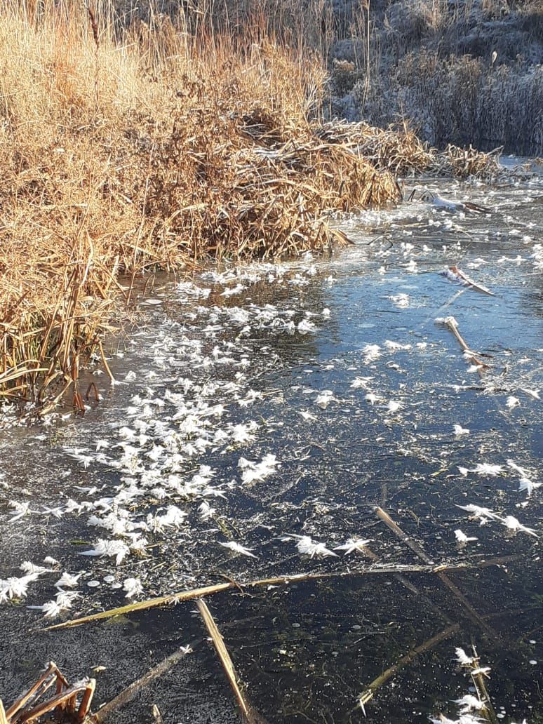 В селе Кулущи Мамадышского района в ноябре «расцвело» озеро