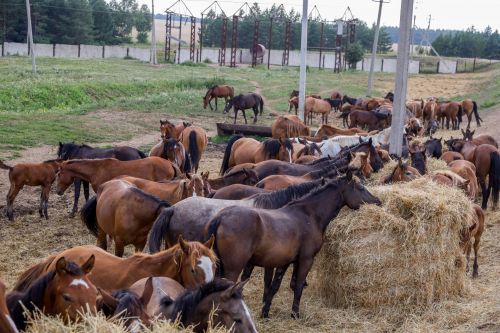 Житель Мамадышского района получил полтора миллиона рублей на развитие коневодства