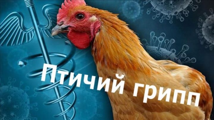 Мамадышцы, осторожно: «летит» птичий грипп