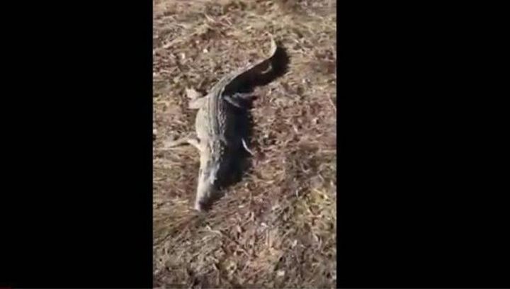 Под Чистополем сельчане нашли крокодила