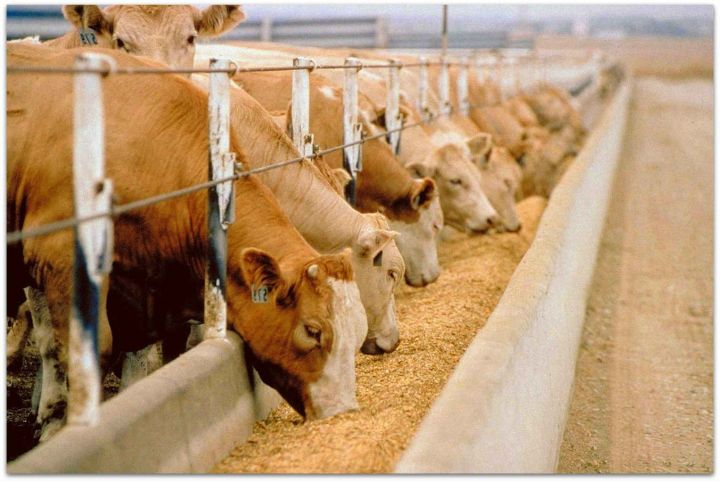 В Мамадышском районе выросло производство мяса крупного рогатого скота