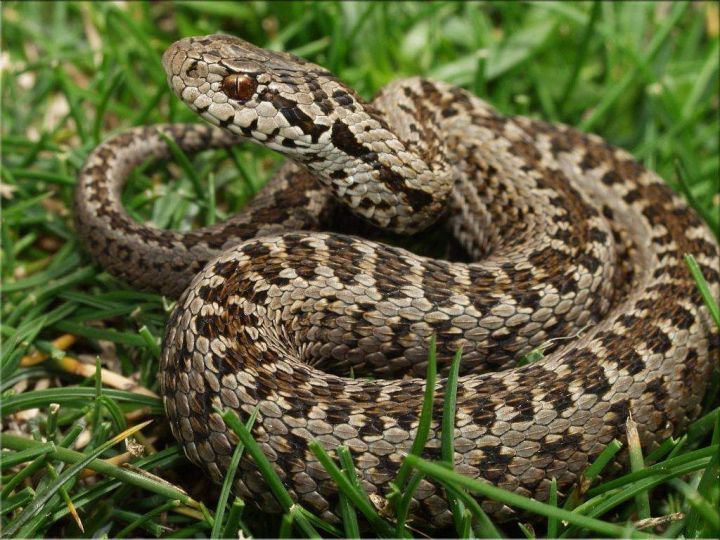 Экологи сообщили о  колонии ядовитых змей в Татарстане