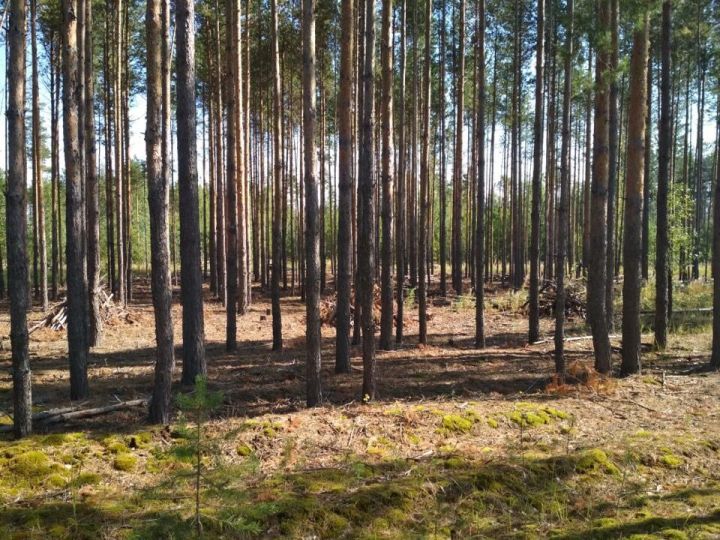 Мамадышские леса теперь в порядке