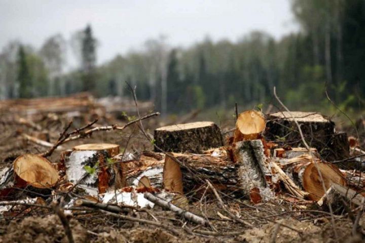 Прокуратура Мамадышского района выявила нарушения лесного законодательства