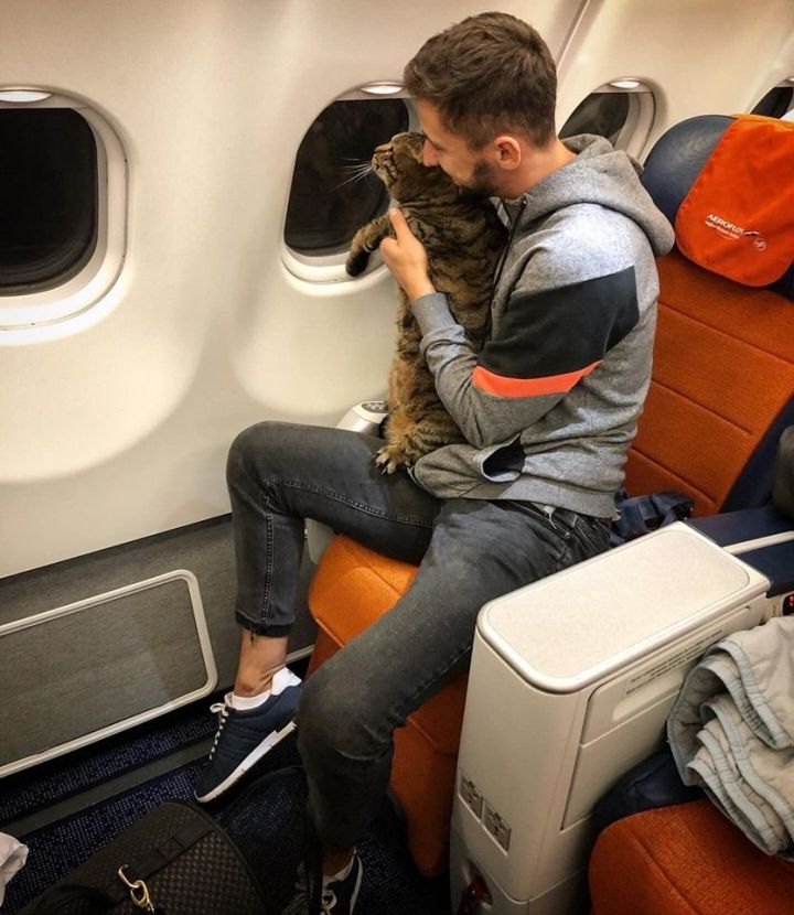Слишком толстого кота не пустили в самолет в аэропорту Шереметьево