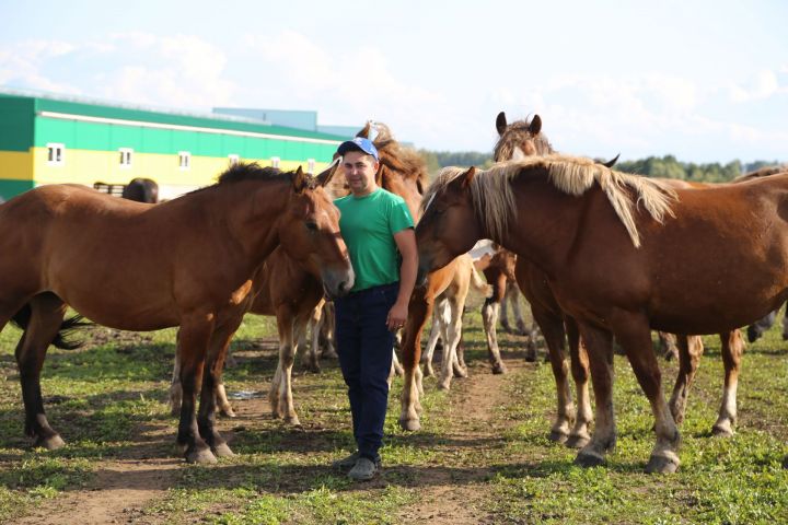 Бизнес на лошадях: реальный опыт фермера