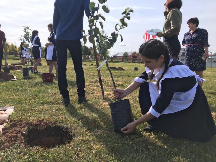 Одиннадцатиклассники городской школы  №4  сегодня в  своей Аллее выпускников посадили яблони