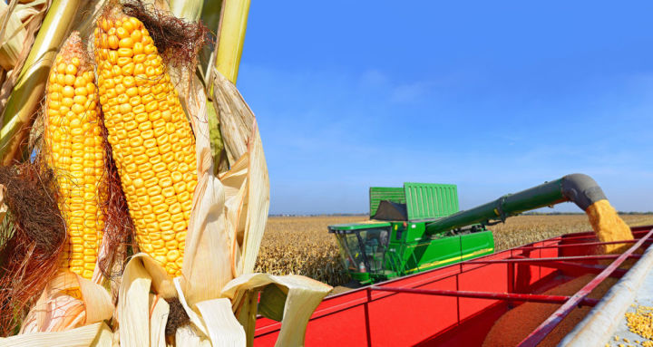 Мамадышское общество Рифата Мутигуллина бьет рекорды по урожайности кукурузы