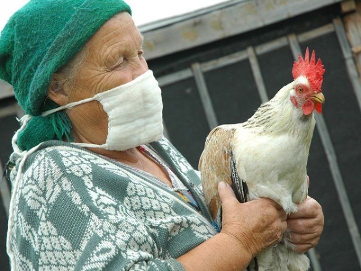 100 % летальный исход: главный ветеринарный врач Мамадыша рассказал об опасности птичьего гриппа