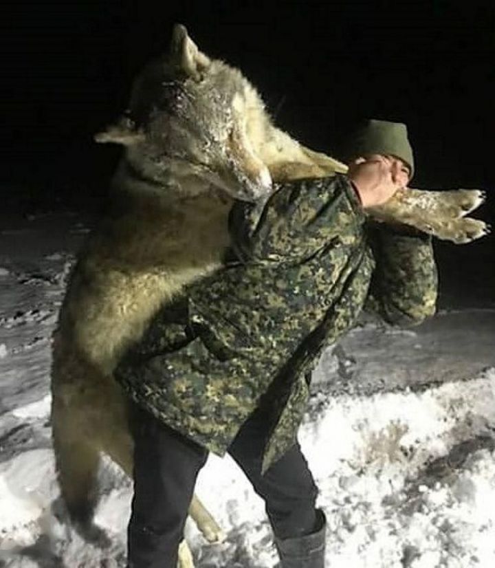 Застрелили волка размером с человека