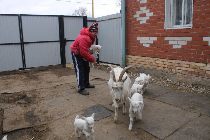 В Мамадыше коза «принесла» небывалое количество козлят