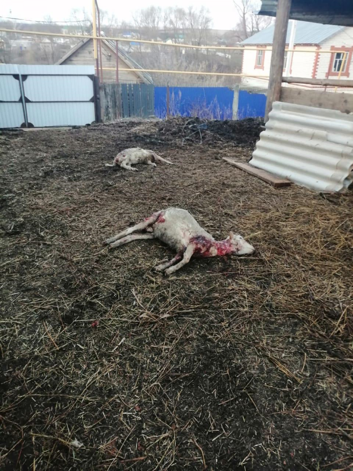 В хозяйствах Мамадышского района растерзали 12 овец