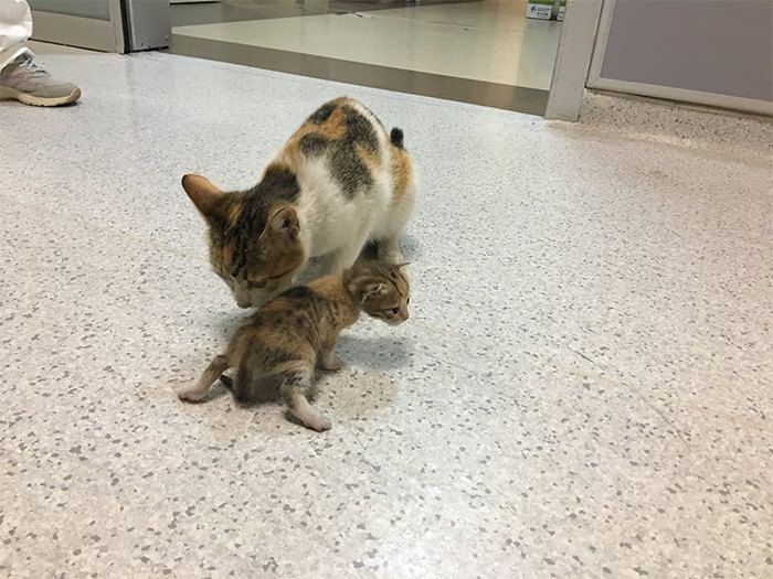 Кошка принесла больного котенка в больницу