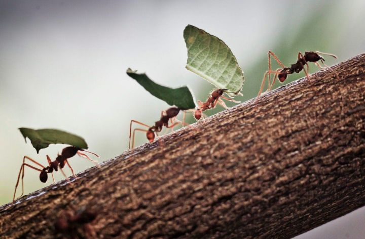 А Вы знаете,  что у муравьев можно поучиться лени