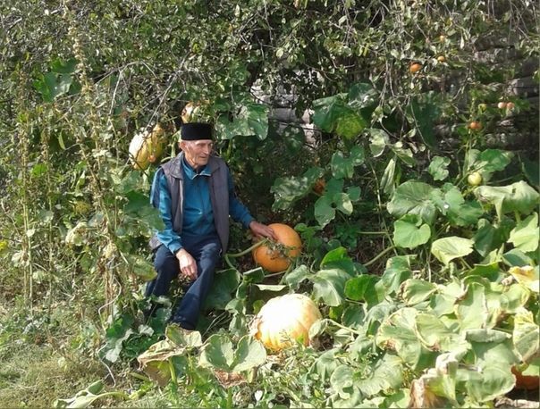 60-ти килограммовые тыквы из Мамадышского района увозят в Москву