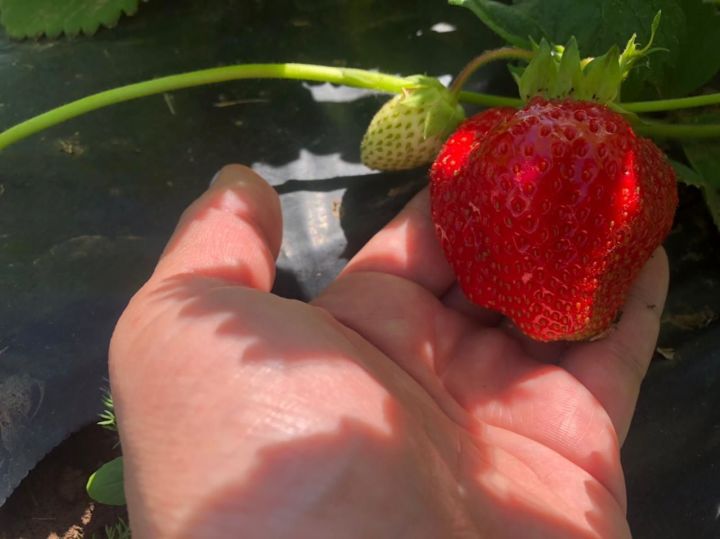 Мамадышская ягода расходится в регионы России: как процветает сладкий бизнес сельских жителей