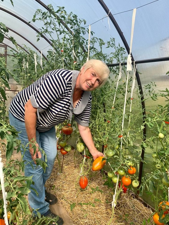 Жительница Мамадыша делится опытом томатоводства с норвежцами