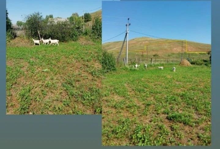 «Съели всю капусту»: житель Мамадышского района жалуется на соседских коз