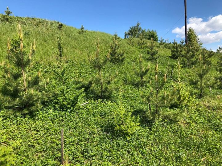 Житель Мамадыша посадил несколько сотен деревьев рядом со своим домом