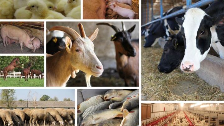 Мамадышцы могут вернуть часть затрат на содержание скота