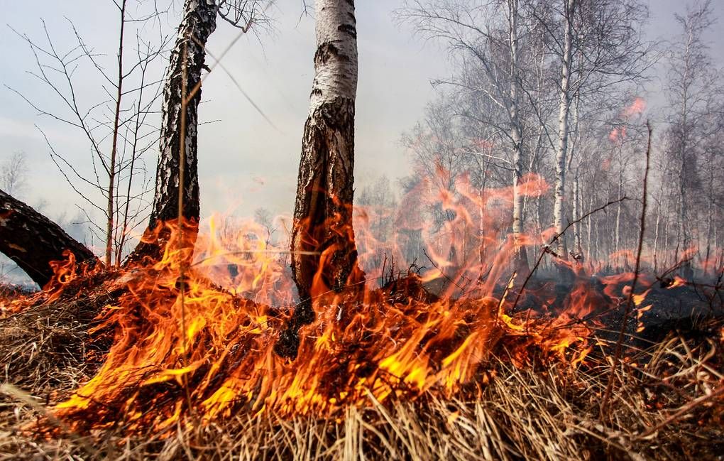 Без пожарищ. Лесные пожары. Лес в огне. Противопожарный режим в лесах. Горящий лес.