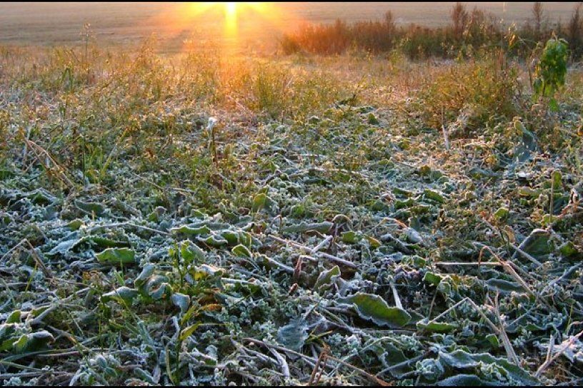 Заморозки летом картинки