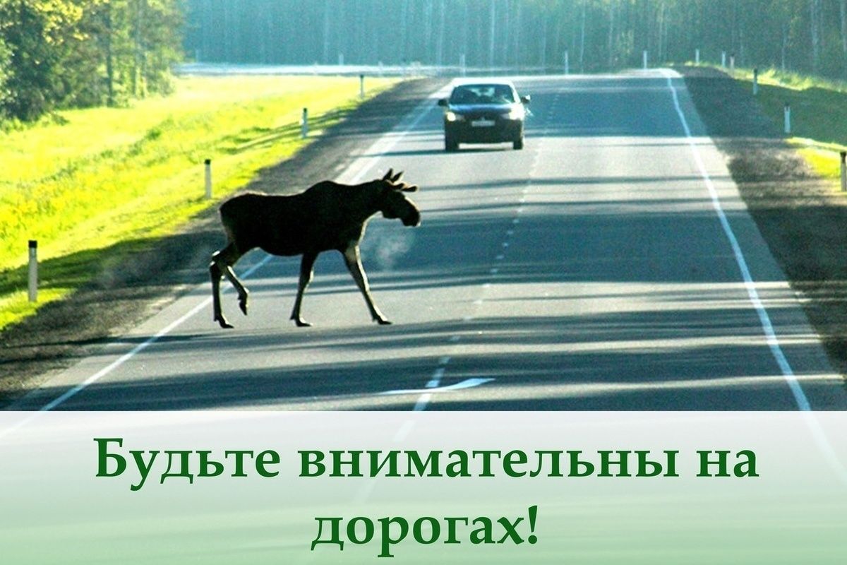Памятка водителям: что делать, если на дороге дикий зверь