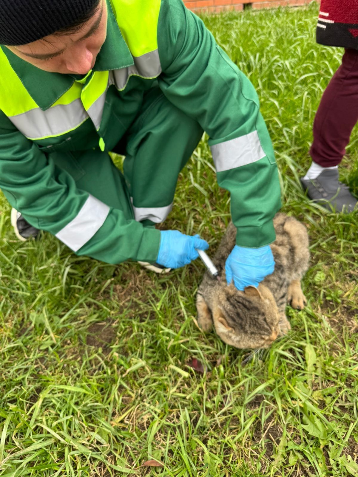 В Мамадыше провели массовую вакцинацию и чипирование домашних животных