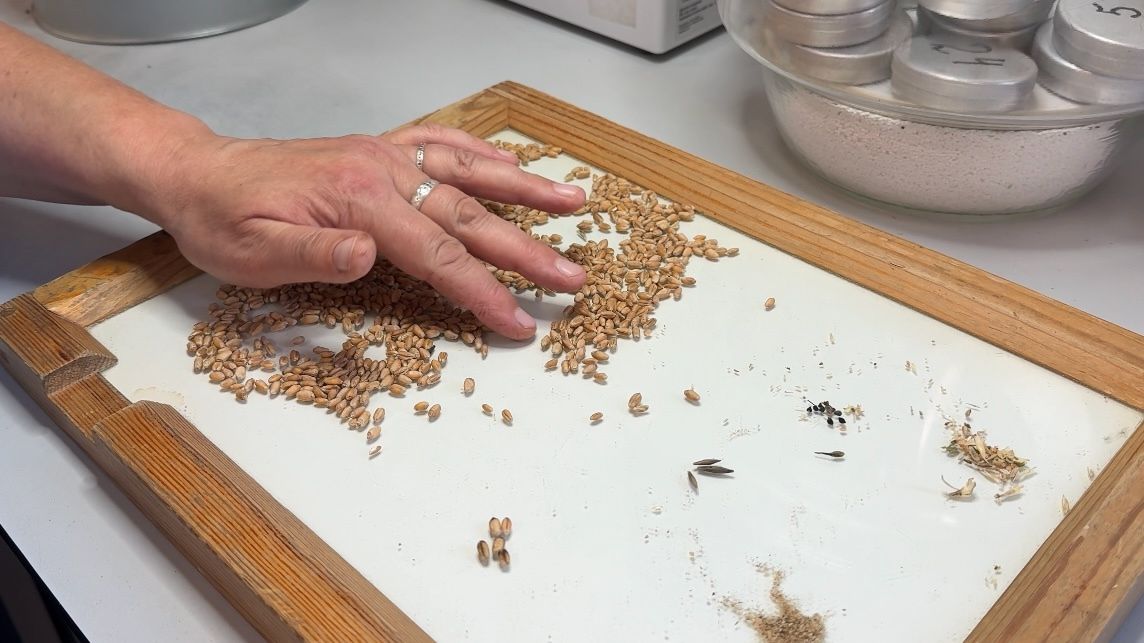 Ильдар Ягудин: «Наша задача — сохранить каждое зернышко»