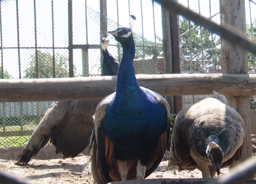 В Мамадышском районе есть ферма, где живут настоящие павлины