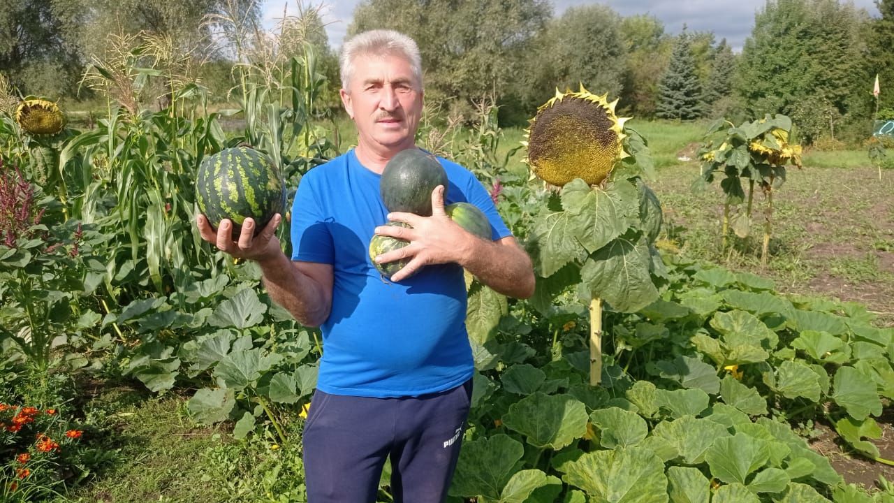 Выращивать арбузы легче, чем картошку