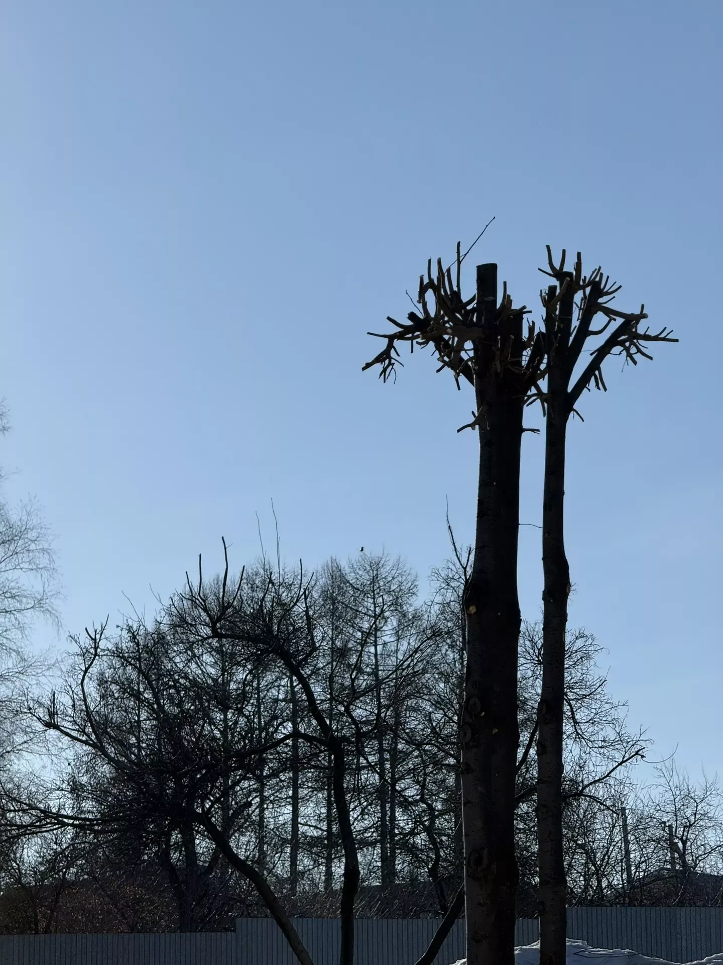 В Мамадыше «Зелёный двор» приводит деревья в порядок