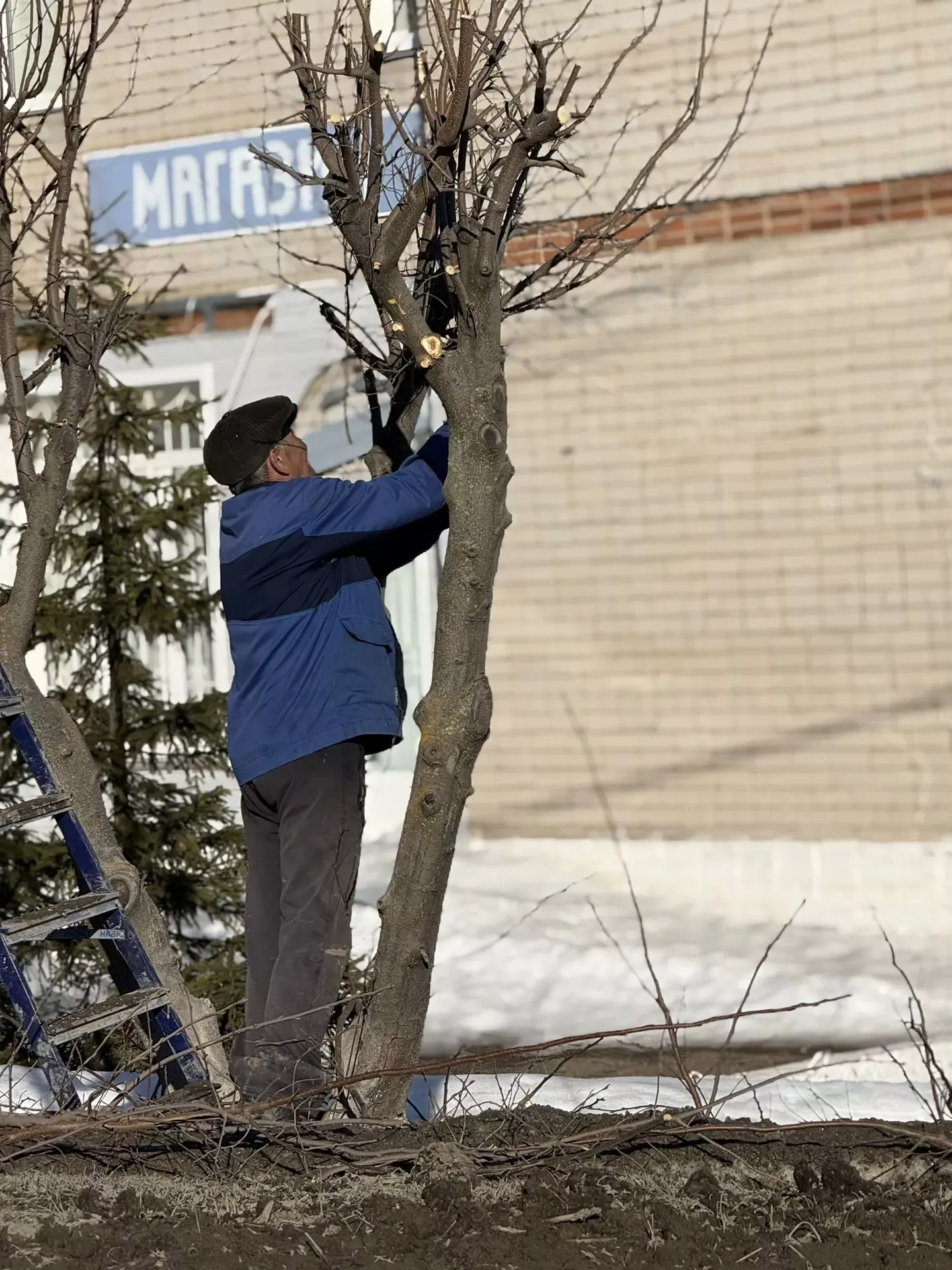 В Мамадыше «Зелёный двор» приводит деревья в порядок