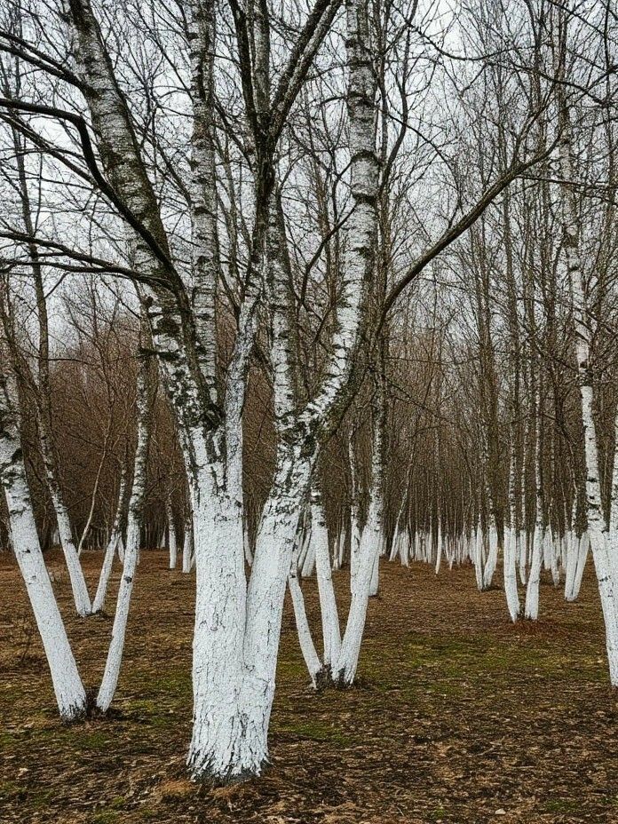 Побелка деревьев весной 2026: сроки и как подготовить состав