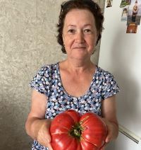Жительница Мамадыша вырастила гигантский помидор весом более 1 килограмма