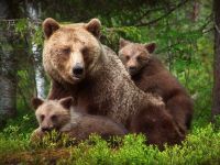 В Мамадышском районе замечены бурые медведи