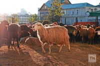 Курбан-байрам 2026: когда праздник, как подготовиться