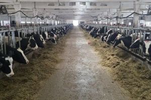 В Мамадышском районе прошло карантинирование племенных нетелей