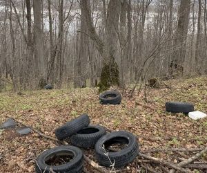 Весна на Фестивальной поляне: природа оживает, а совесть — нет