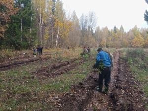 В Мамадышском районе прошла масштабная акция «Сохраним лес»