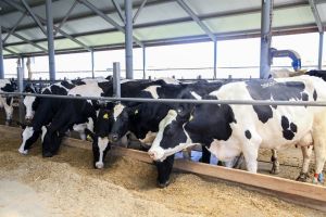 Мамадышские аграрии готовят технику к весне и наращивают надои