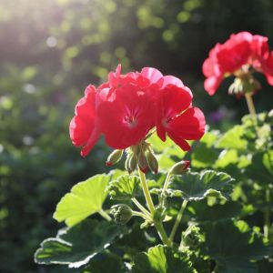 Февральская перезагрузка: как подготовить герань к высадке