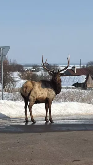 «Смотрим и замираем»: маралы вышли к людям в Омарском починке