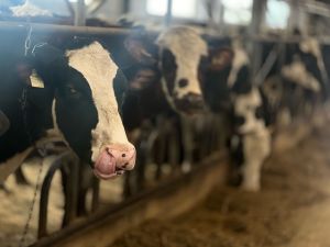 Фильтр, который отсеивает продукцию, несущую потенциальную угроз