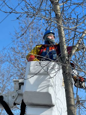 За год в Мамадыше ликвидировали 31 аварийное дерево