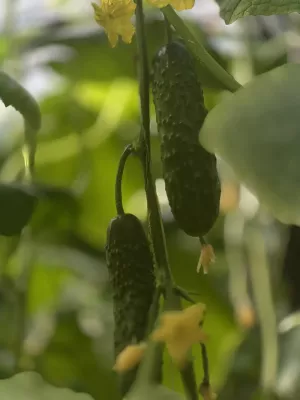 Секрет семейного урожая: как вырастить море огурцов в одной теплице